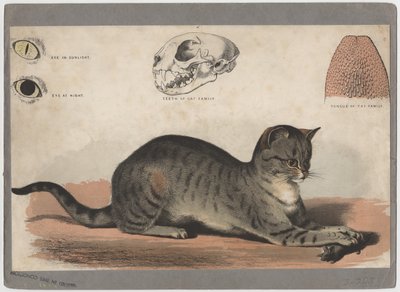 De kat door American School