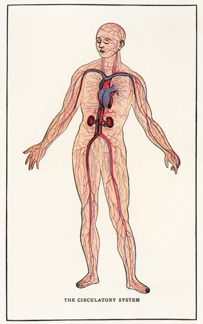 Vintage Anatomische Afbeelding van het Menselijke Bloedvatenstelsel door American School
