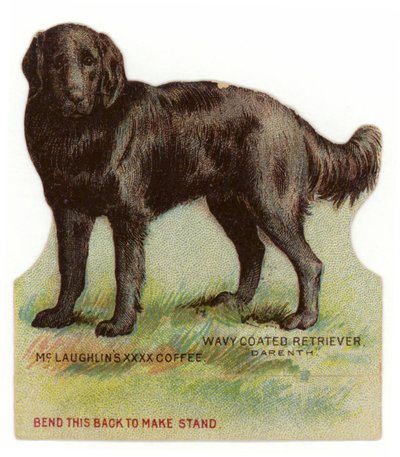 Golvend gecoate zwarte retriever door American School