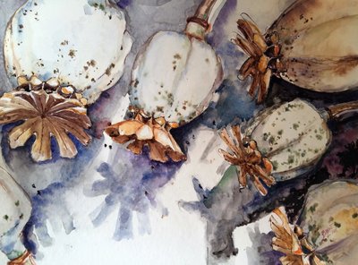 Gedroogde papaverbolletjes in aquarel door Anda Bieza