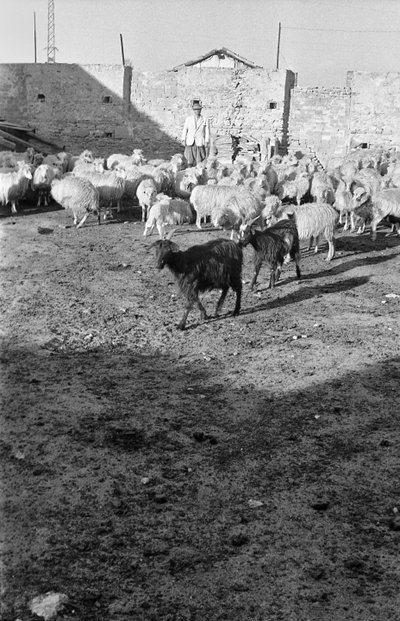 TRANSHUMANCE IN CROTONE door Ando Gilardi