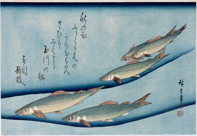 Rivierforel, uit de serie Collectie van Vissen door Ando or Utagawa Hiroshige