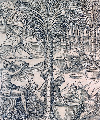Inwoners van Kaapverdië maken drankjes van palmbomen, gravure uit Universal Cosmology door Andre Thevet