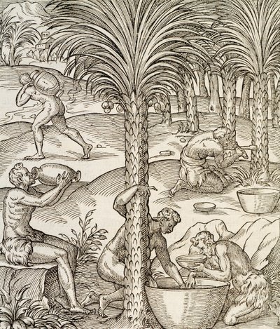 Inwoners van Kaapverdië maken drankjes van palmbomen, gravure uit Universal Cosmology, Afrika, 1575 door Andre Thevet
