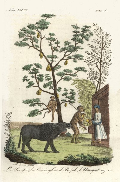 Mosterdplant met cochenillekevers, jackfruitboom, waterbuffel en orang-oetan. Handgekleurde koperplaat getekend en gegraveerd door Andrea Bernieri naar François Solvyns uit Giulio Ferrario