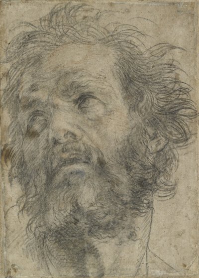 Een hoofd van een man door Andrea del Sarto