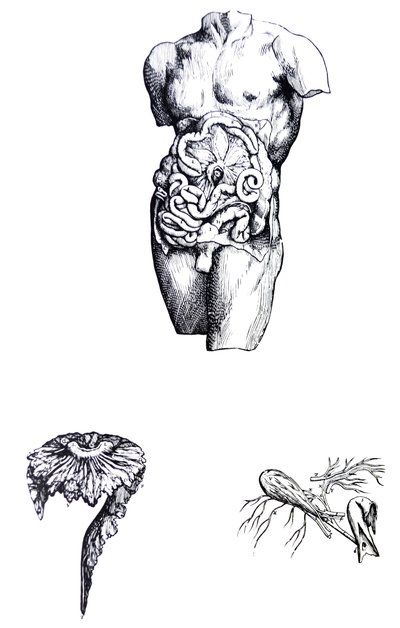 De platen uit het vijfde boek van de De Humani Corporis Fabrica door Andreas Vesalius