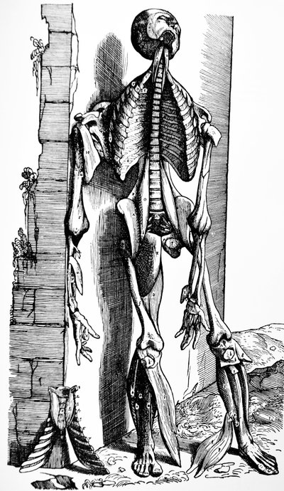 De platen uit het tweede boek van de De Humani Corporis Fabrica door Andreas Vesalius
