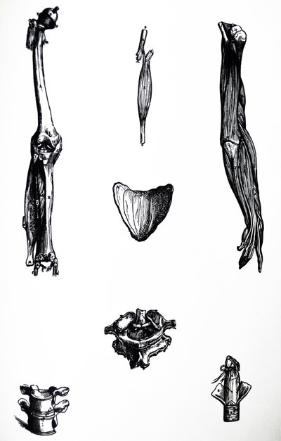 De Platen uit het Tweede Boek van de De Humani Corporis Fabrica door Andreas Vesalius