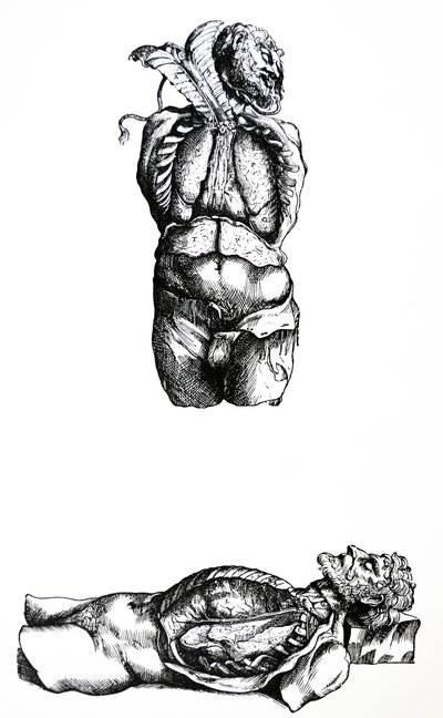 De platen uit het zesde boek van de De Humani Corporis Fabrica door Andreas Vesalius