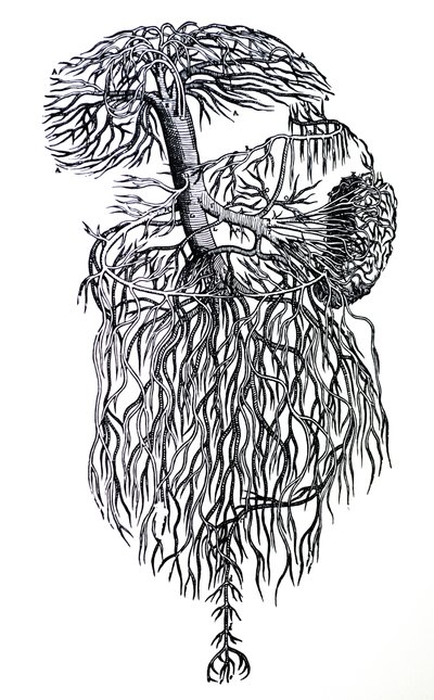 De platen uit het derde boek van de De Humani Corporis Fabrica door Andreas Vesalius
