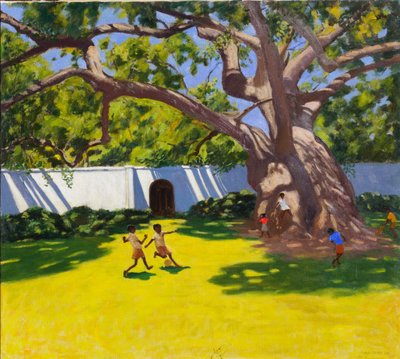 Oude kamferboom, Vergelegen Estate, Zuid-Afrika door Andrew Macara
