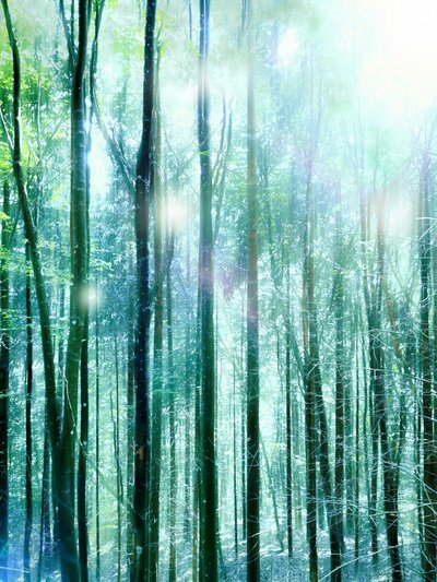 Licht in het Betoverde Bos door Angelo Cerantola