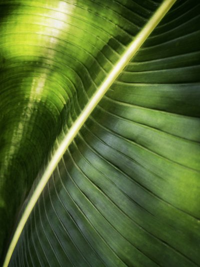 Groen blad in de zon door Angelo Cerantola