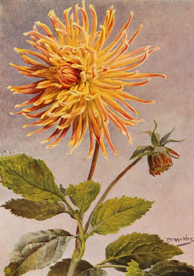 Cactus Dahlia Mrs H L Brousson, Kleur, vaal, met een zweem van scharlakenrood door Angelo Fairfax Muckley