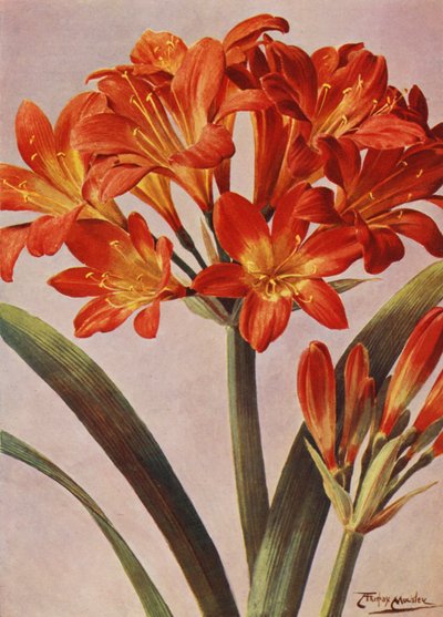 Clivia Miniata, lang bekend als Imantophyllum Miniatum door Angelo Fairfax Muckley