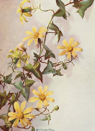 De gele Kaapse klimop, Senecio Macroglossus door Angelo Fairfax Muckley