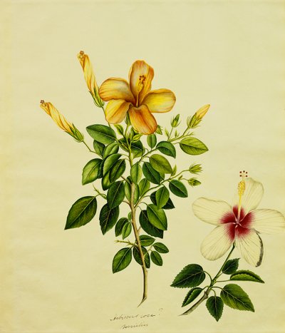 Studies van Hibiscus, een Aloë en Anderen, ca. 1840 door Anglo Indian School