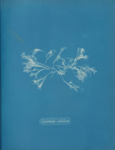 Ceramium ciliatum, ca. 1853 door Anna Atkins