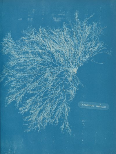Ceramium rubrum, ca. 1853 door Anna Atkins