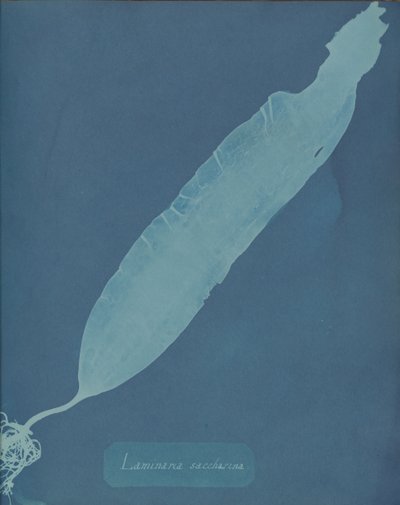 Laminaria saccharina door Anna Atkins