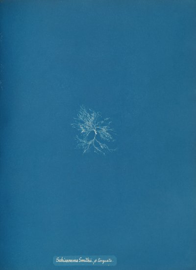 Schizonema Smithii, ß torqata, ca. 1853 door Anna Atkins