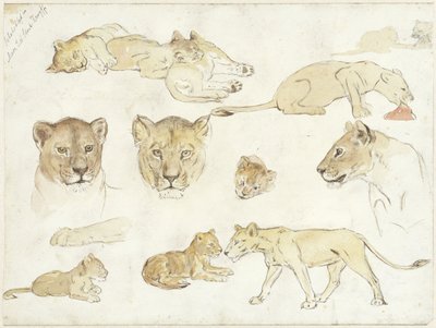 Studies van leeuwen door Anna Maria Kruijff