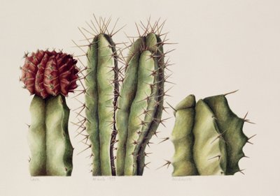 Cactussen, 1999 door Annabel Barrett