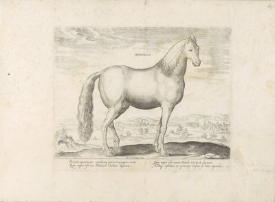 Hengst uit Anatolië door Anonymous
