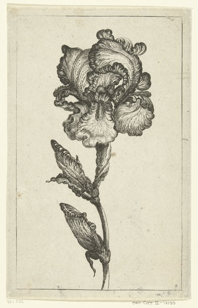 Iris door Anonymous