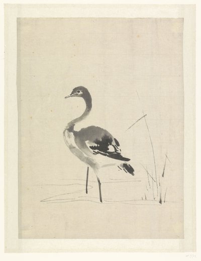 Jonge kraanvogel door Anonymous