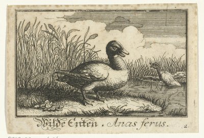 Landschap met wilde eend door Anonymous