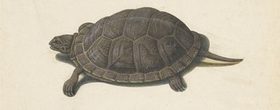 Moerasschildpad (Lombard album) door Anonymous