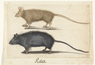 Muis en rat door Anonymous