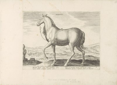 Paard uit Albanië door Anonymous