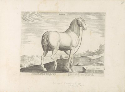 Paard uit Corsica Paardenrassen uit de Koninklijke stallen van Don Juan van Oostenrijk door Anonymous