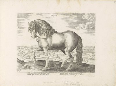 Paard uit Friesland door Anonymous