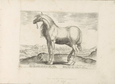Paard uit Griekenland door Anonymous