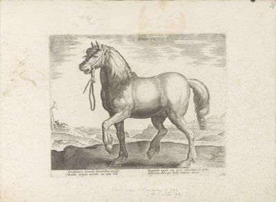 Paard uit Gulik (Juliacus) door Anonymous