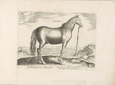 Paard uit Thessalië door Anonymous