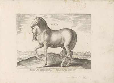 Paard van Sicilië door Anonymous