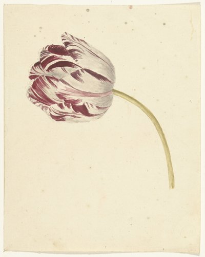 Rood-witte tulp door Anonymous
