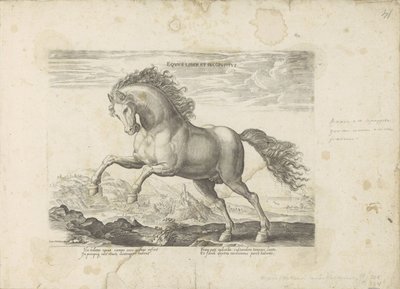 Wild paard door Anonymous
