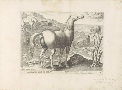 Zephyrus bevrucht een merrie door Anonymous