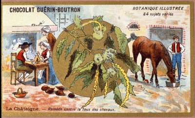 La Chestaigne: remedie tegen hoest bij paarden. Reclamechromolithografie voor Guerin-Boutron chocolade, eind 19e eeuw. Illustree Botanische Serie door Anonymous Anonymous