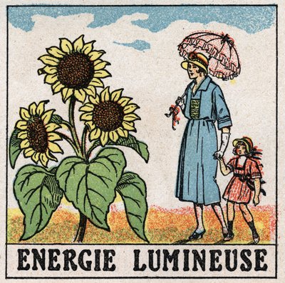 Lichtenergie: zonnebloem wordt beïnvloed door zonlicht. Anonieme illustratie uit 1925. Privécollectie. door Anonymous Anonymous