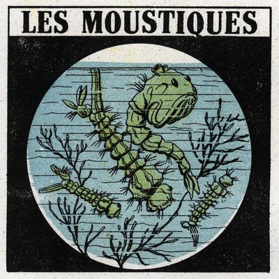 Lichtprojectie: gebruik van een projectielantaarn om muggenlarven te observeren. Anonieme illustratie uit 1925. Privécollectie. door Anonymous Anonymous