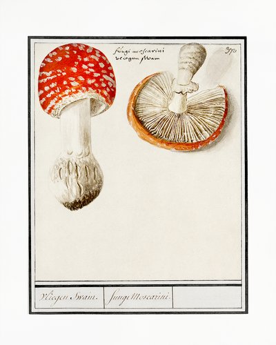 Vliegenzwam, Amanita muscaria door Anselmus Boëtius de Boodt