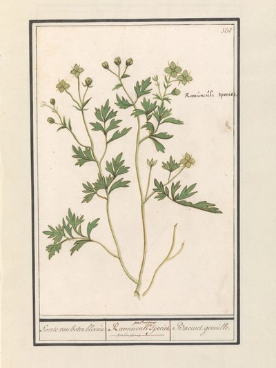 Boterbloem (Ranunculus) door Anselmus Boëtius de Boodt
