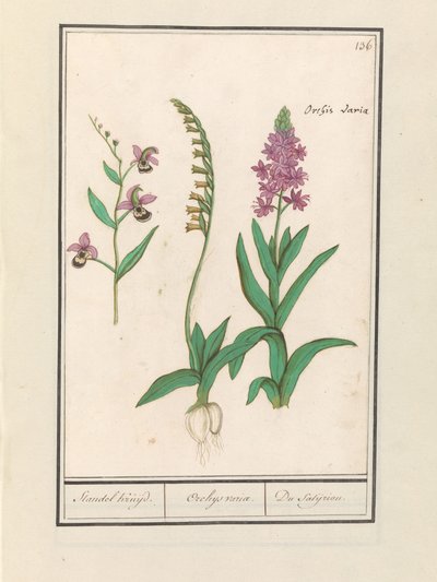 Orchidee (Orchidaceae) door Anselmus Boëtius de Boodt